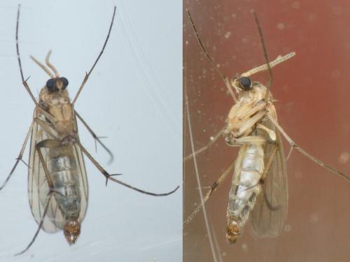 Réf. 222 844 : Phronia conformis